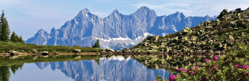 Alpenrosenblüte