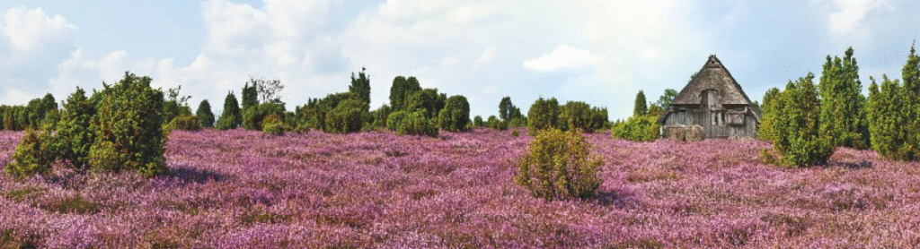 Lüneburger Heide - Hamburg