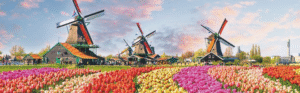 Tulpenblüte in Holland