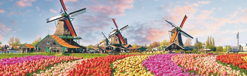 Tulpenblüte in Holland